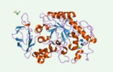 Alpha-amylase activity assay