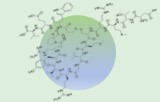 Melanin concentrating hormone