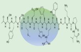 Melanocyte Stimulating Hormone