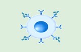 Flow cytometry primary antibodies