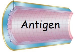 Immunoaffinity purification on columns conjugated to the antigen