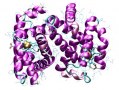 Antibody refolding