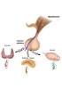 Human Paraffin Tissue Sections - Endocrine system