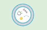 Exosome purification