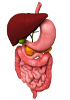 Sistema gastrointestinal