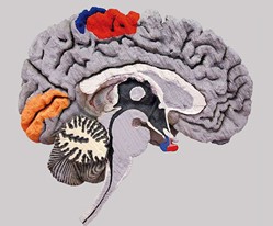 Neuroanatomía