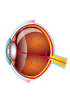 Rata Células primarias - Sistema ocular