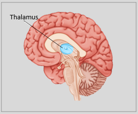 Thalamus