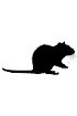 Rat siRNA