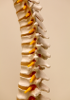 Spinal cord