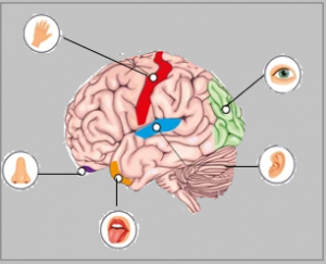 Sensory systems