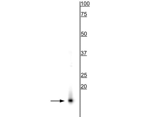 Western blot of rat brain lysate showing specific immunolabeling of the ~15 kDa alpha synuclein protein.