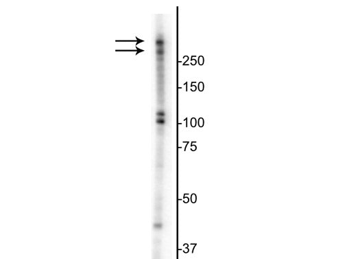 Western blot of serum starved then re-fed for 2.5 hr T47D cell lysate showing specific immunolabeling of the ~345/395 Ki-67 isoforms.