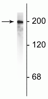 Western blot of rat cortical lysate showing specific immunolabeling of the ~200 kDa NF-H protein.