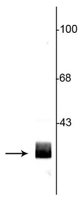 Western blot of rat hippocampal lysate showing specific immunolabeling of the ~29 kDa 14-3-3 protein. 