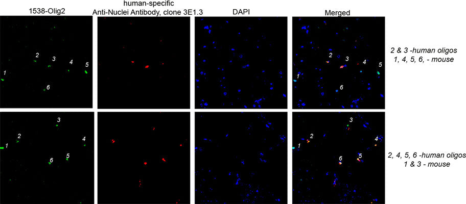 An illustration differentiating mouse and human oligodendrocytes in the process of glial humanization of a mouse brain model used to study HIV-1 infection. Immunoflourescence of paraffin embedded chimeric mouse brain 5-µm thick tissue section immunolabeling oligodendrocytes with anti-OLIG2 antibody (cat. 1538-OLIG2, 1:500, green) and a human specific anti-nuclei antibody(clone 3E1.3). The blue stain is DAPI. Images courtesy Larisa Poluektova, University of Nebraska Medical Center.