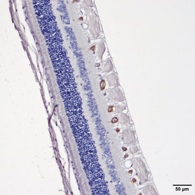 Immunostaining of cat retina showing specific immunolabeling of RBPMS. Photo courtesy of Emily Brinker, Auburn University.