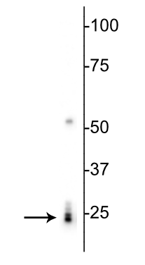 Western blot of rat heart lysate showing specific labeling of the ~24 kDa RBPMS protein.