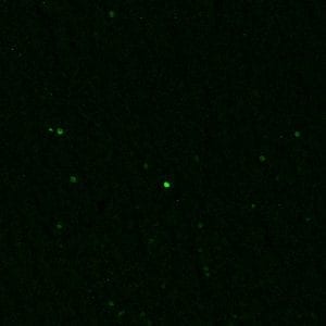 Immunolabeling of a section of rat brain that specifically labels c-FOS protein(cat. 309-cFOS, green, 1:1000). Frozen sections were fixed with 4%PFA for 24 hours. Before performing free floating immunohistochemistry, sections underwent antigen retrieval with sodium citrate (pH6.0) for 30 minutes at 80˚C. Image kindly provided by Angela Gonzalez, Washington State University, Vancouver.