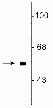 Western blot of rat testes lysate showing specific immunolabeling of the ~58 kDa Fto protein.