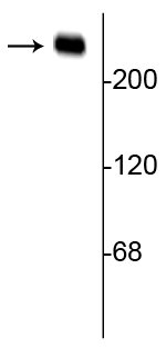 Western blot of rat hippocampal lysate showing specific immunolabeling of the ~240 kDa alpha II spectrin protein. 