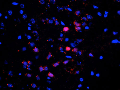 Immunostaining of neurons in the frontal cortex of saline treated mouse brain identifying cytoplasmic and nuclear staining of ERK/MAPK when phosphorylated at Thr202/Tyr204 (cat. p160-2024, red, 1:500). The intense nuclear staining of a few neurons shows stimulation of the neuron resulting in translocation of the protein. The blue is staining nuclei with DAPI. Photo courtesy of Robert Wine.