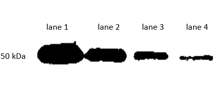 Fig. Western blot analysis ( lane 1:  1:1000, lane 2:  1:2000, lane 3:  1:4000, lane 4:  1:8000 ) using IPKine™ HRP, Mouse Anti-Rabbit IgG HCS.