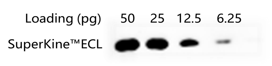 Fig. The sample is Mouse TNF-alpha protein (PRP1113, 17KD), the primary antibody is TNF-α Polyclonal Antibody (ABP0127, 1:2500), and the secondary antibody is HRP, Goat Anti-rabbit IgG (A21020, 1:10000). The exposure time is 30s.