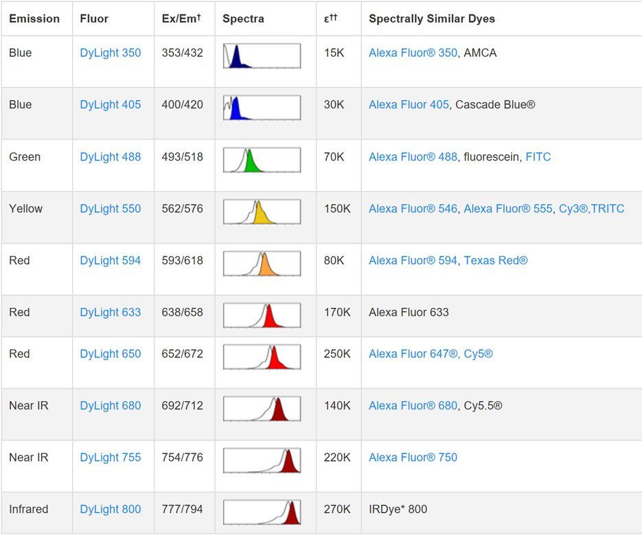 Fig.3. To use the DyLight Fluors with fluorescent imagers, use a spectral line of the blue laser diode for DyLight 405, a cyan (488 nm) laser for DyLight 488, a green (526 nm) laser for DyLight 550 and 594, and a red (633 nm) laser for DyLight 633 and 650. The DyLight 680, 755 and 800 fluors are compatible with laser- and filter-based infrared imaging instruments that emit in the 700 nm, 750 nm and 800 nm region of the spectrum, respectively.