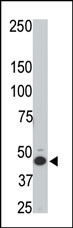 WB - HtrA3 Antibody (N-term) AP1332a