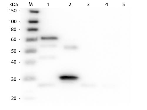 WB - Anti-Chicken IgG (H&L)  Pre-Adsorbed Secondary Antibody ASR1224