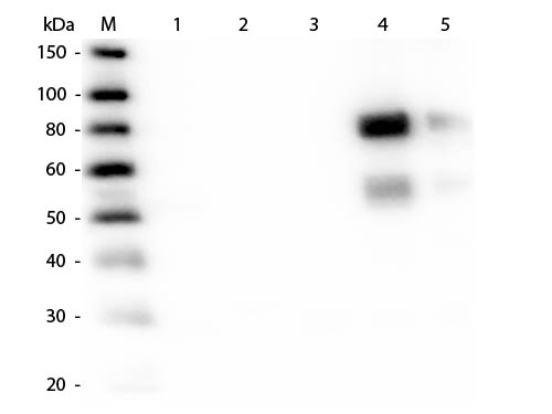 WB - Anti-Rat IgM (mu chain)  (Rhodamine Conjugated) Secondary Antibody ASR2057