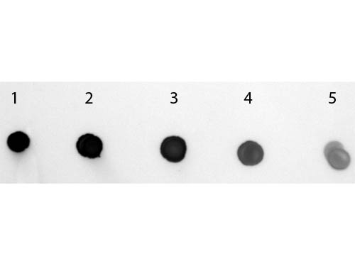 DB - Anti-Human IgM (mu chain)  (Alkaline Phosphatase Conjugated) Secondary Antibody ASR2469