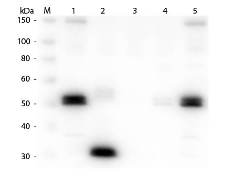 WB - Anti-Rat IgG F(c)  (Texas Red™ Conjugated) Secondary Antibody ASR2493