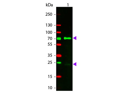 WB - Anti-Chicken IgG (H&L)  (Rhodamine Conjugated) Pre-Adsorbed Secondary Antibody ASR2582