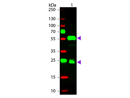 WB - Anti-Guinea Pig IgG (H&L)  (Rhodamine Conjugated) Pre-Adsorbed Secondary Antibody ASR2587