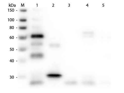 WB - Anti-Chicken IgG (H&L)  (Rhodamine Conjugated) Pre-Adsorbed Secondary Antibody ASR2653