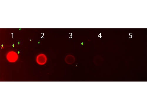 DB - Anti-Mouse IgG1 (Gamma 1 chain)  (Rhodamine Conjugated) Secondary Antibody ASR2742