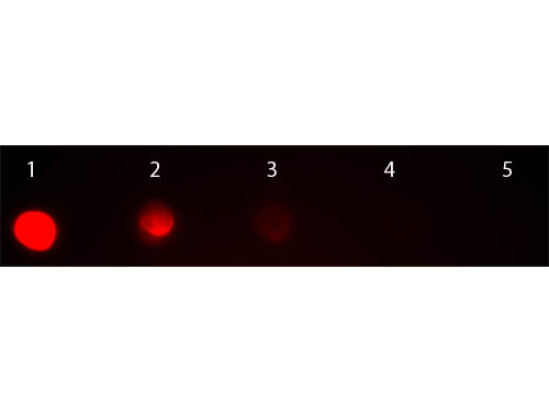 DB - Anti-MOUSE IgG2a  ( Rhodamine Conjugated) Pre-adsorbed Secondary Antibody ASR2708