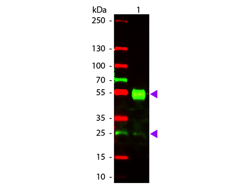 WB - Anti-Mouse IgG (H&L)  (Texas Red™ Conjugated) Pre-Adsorbed Secondary Antibody ASR2735