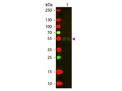 WB - Anti-Mouse IgG1 (Gamma 1 chain)  (Texas Red™ Conjugated) Secondary Antibody ASR2853