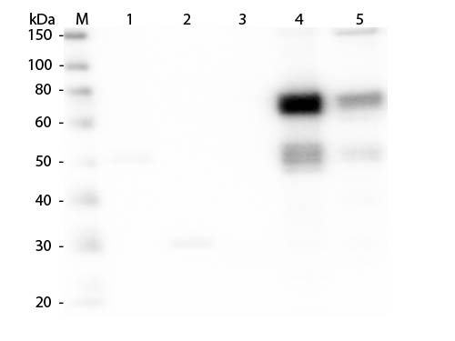 WB - Anti-Rat IgM (mu chain)  (Alkaline Phosphatase Conjugated) Secondary Antibody ASR3062