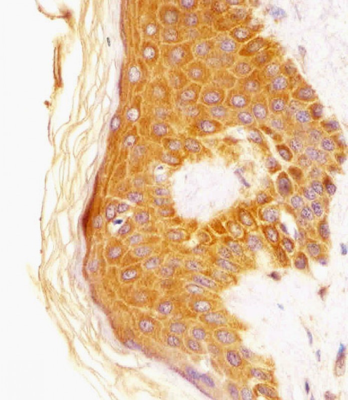 IHC-P - CSF1R Antibody AM8467b