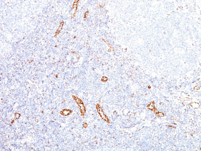 IHC -  VEGF (Vascular Endothelial Growth Factor) Antibody - With BSA and Azide AH12509-20