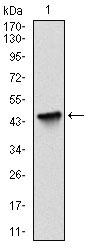 WB - BIRC5 Antibody AO1653a