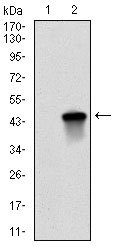 WB - BIRC5 Antibody AO1653a