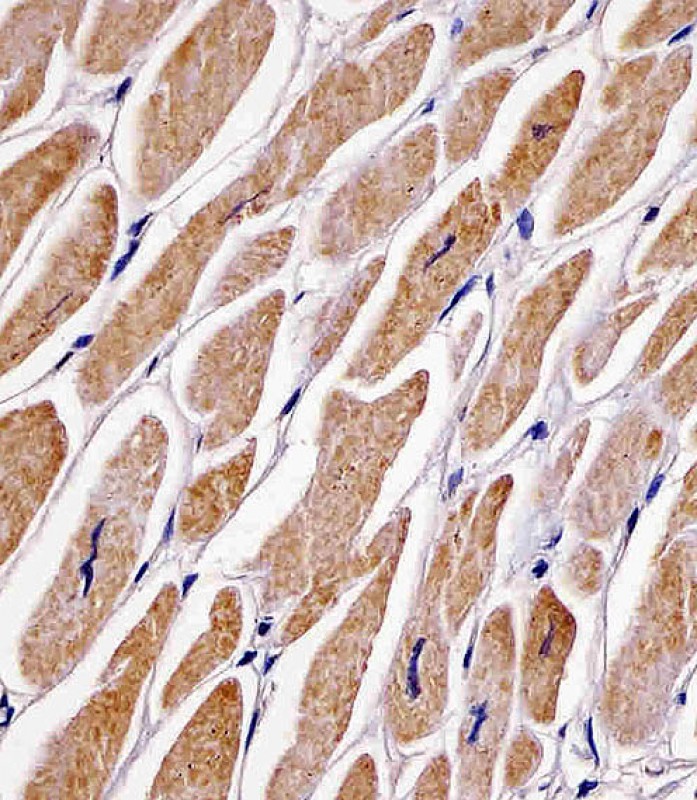 IHC-P - MFN2 Antibody (Center) AP8840c