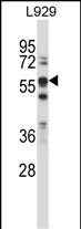 WB - BIN1 Antibody (Center) AP14348c