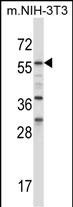 WB - BIN1 Antibody (Center) AP14348c