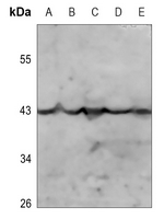 WB - Anti-Kappa Opioid Receptor (pS369) Antibody AP60496